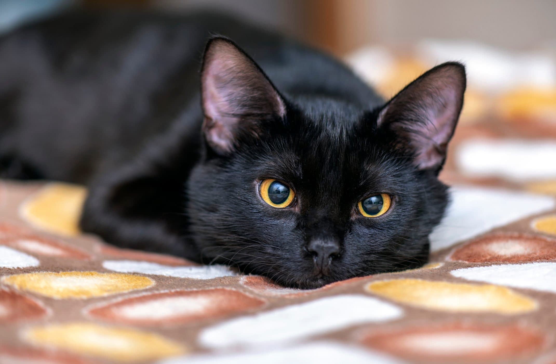 A black cat with yellow eyes